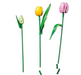 Lego 11501 Botanicals Tulip Bouquet Ages:18+