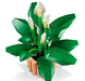 Lego 11504 Botanicals Peace Lily Ages:18+