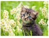 Ravensburger - Kitten In The Meadow 500pc Puzzle