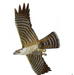 Brookite Peregrin Falcon Kite