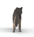 Schleich Wolf - 14991