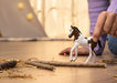 Schleich Paint Horse Foal Sc14899