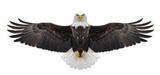 Brookite Bald Eagle Fun Kite