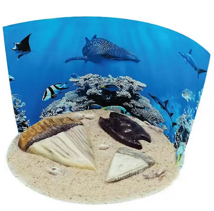 Auatralian Geographic Extreme Sharks Of The World