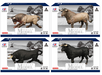 Farm Animals Mighty Bull Assorted