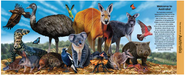 Discover The Animals Of Australia (neon Edition)
