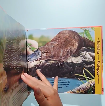 Discover The Animals Of Australia (neon Edition)